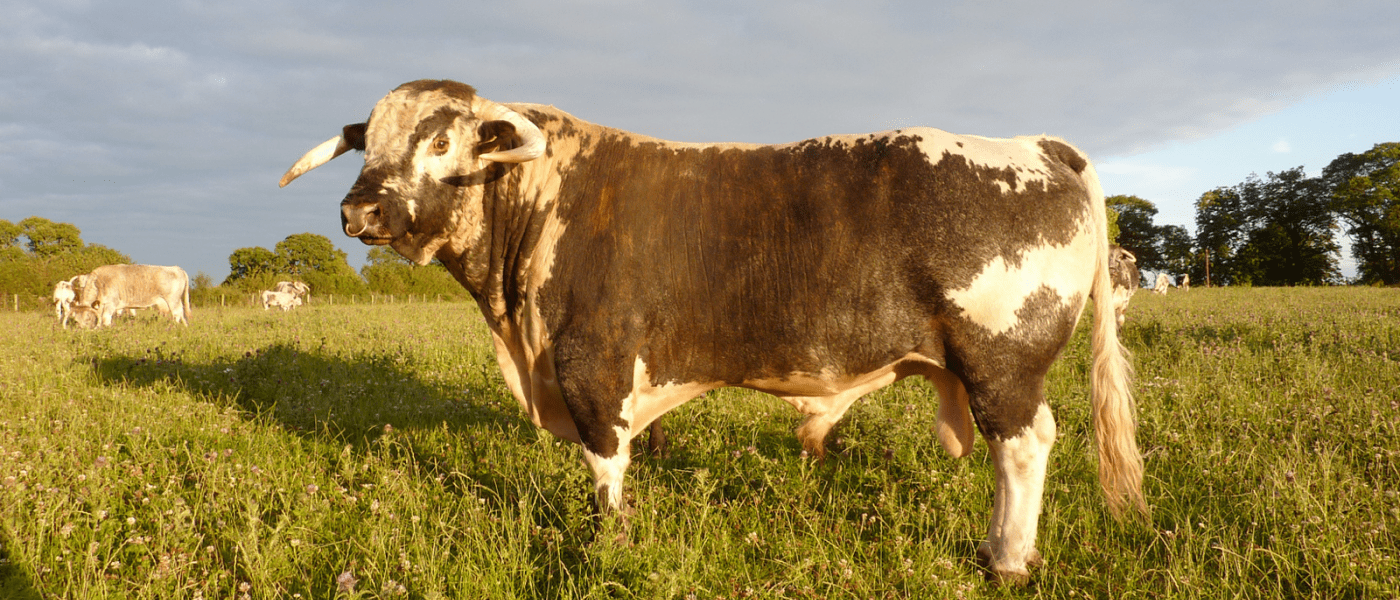 Great Berwick Organics