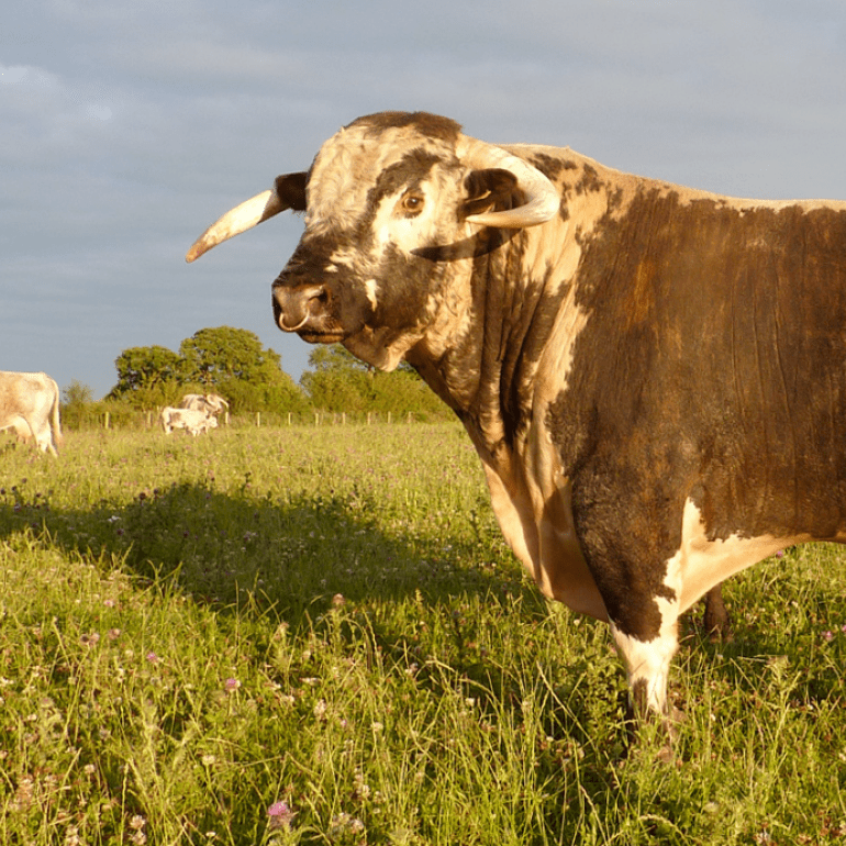 Great Berwick Organics